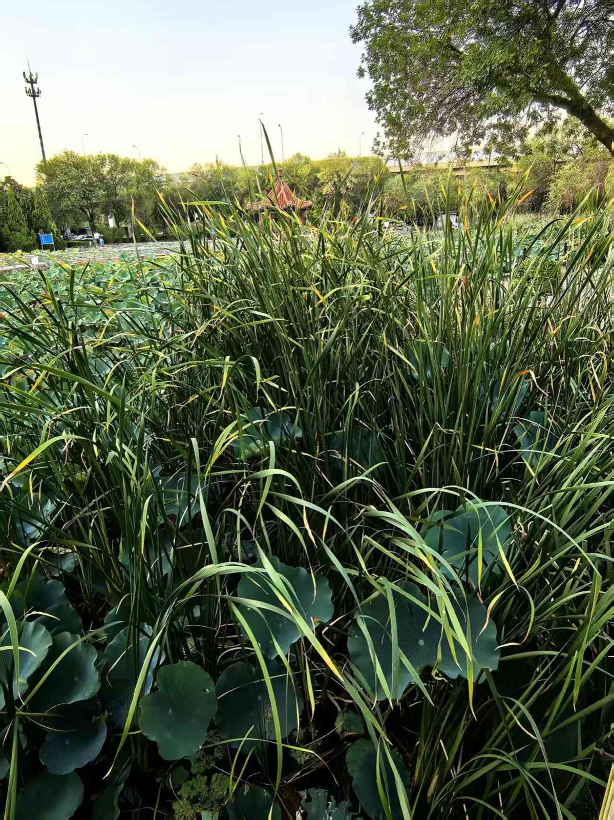小石桥旁高低交错的蒲草与荷叶