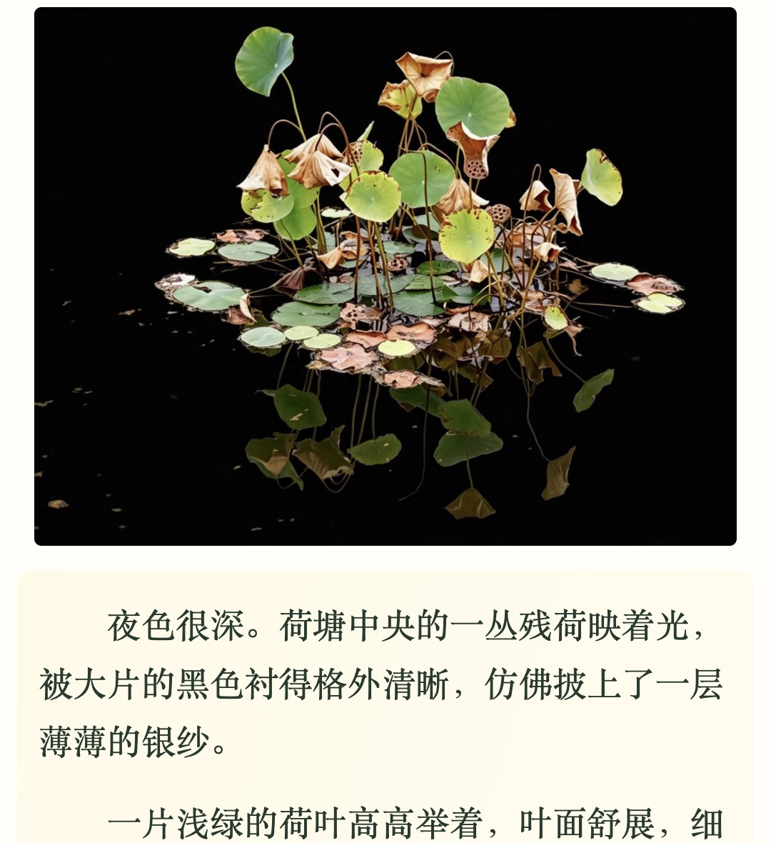 月光下绿褐相间的残荷及水中倒影